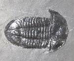 Paraszechuanella cf. changleensis (PENG 1990) - Bild &copy; FossNet FossilienStore